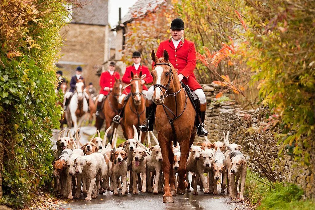 Fox hunt. Охота на Лис в Англии. Фокс Хантинг. Охота аристократов в Англии. Лисья охота в Англии.