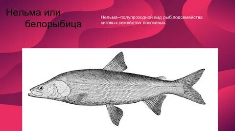 Нельма краснокнижная
