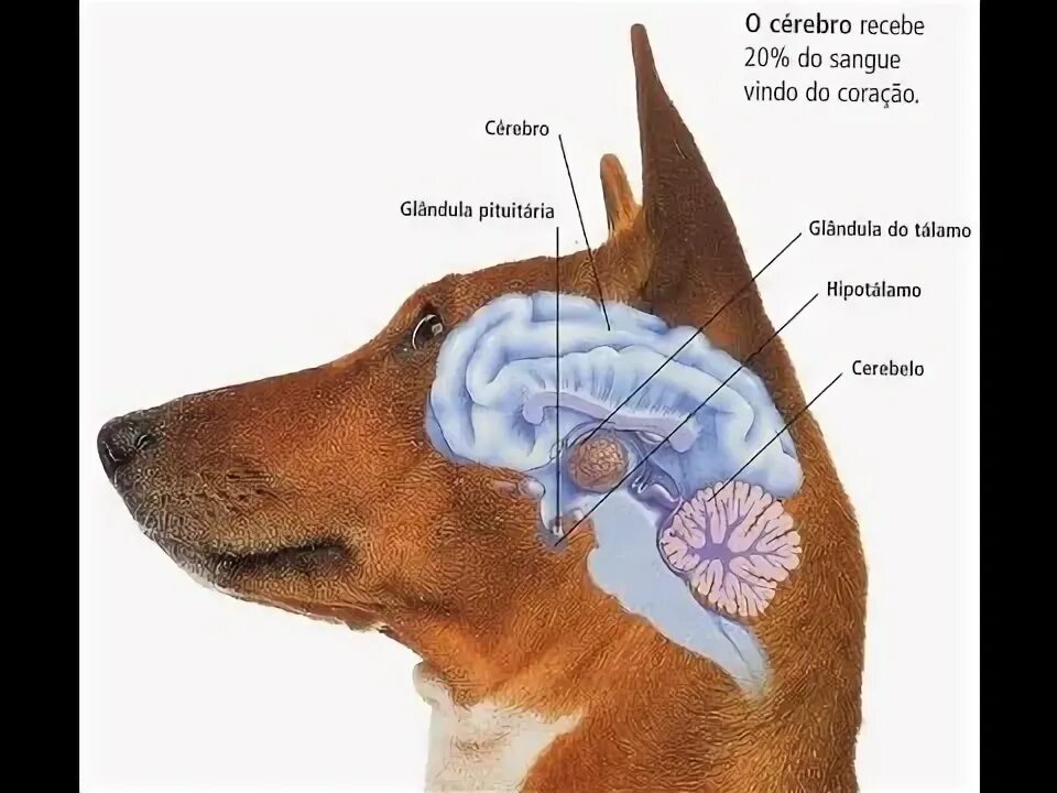 Pandiculation - More Than Meets the Eye Feel Good