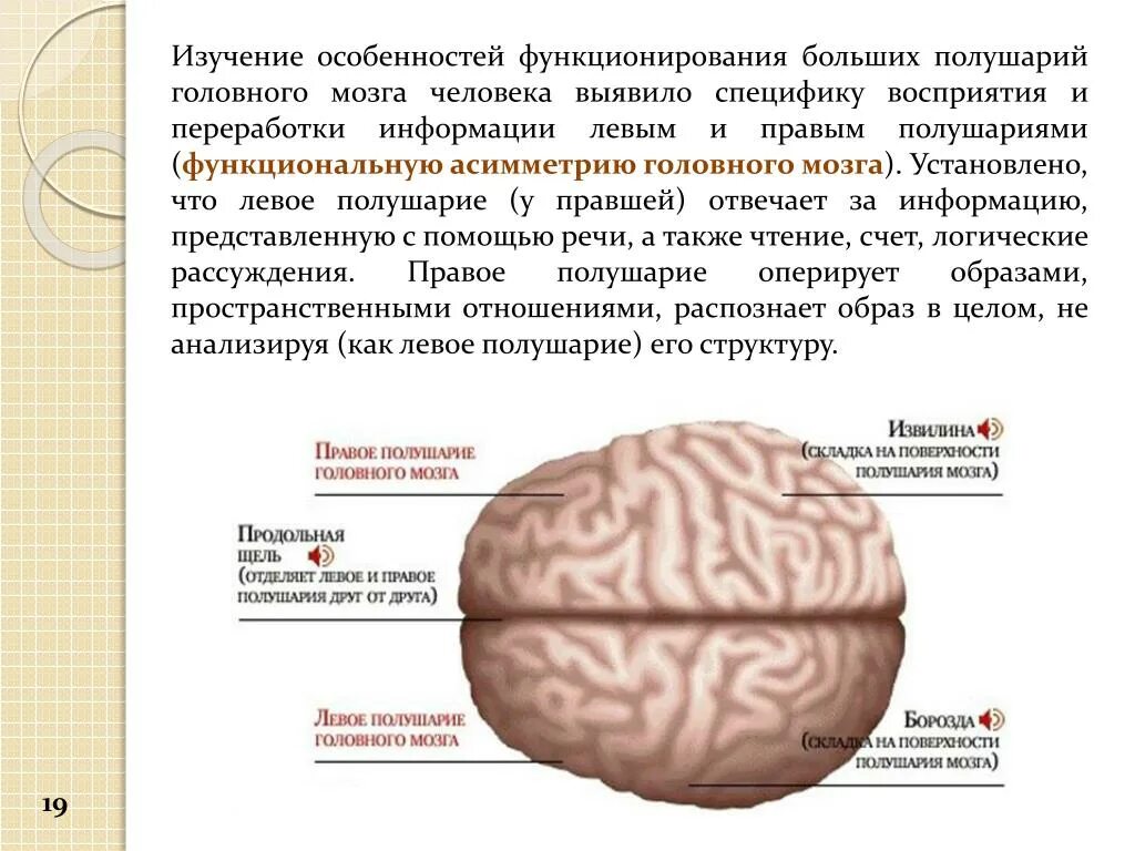 Изучение головного мозга. Функциональная асимметрия больших полушарий головного мозга. Функциональная асимметрия полушарий головного мозга. Теория функциональной асимметрии мозга. Изучение особенностей восприятия