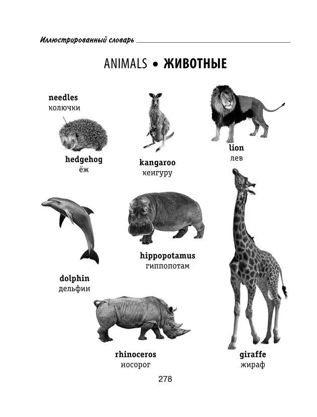 Немецкие слова животные. Словарь животных. Млекопитающие на английском. Животное словарь. Словарик животные.