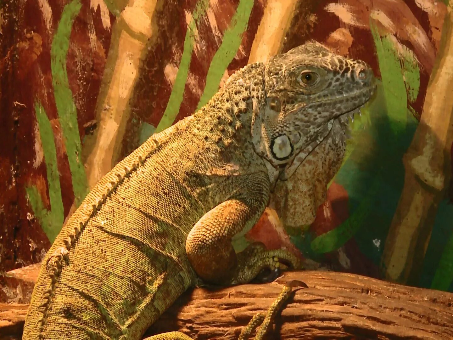 Смоленский зоопарк смоленск. Эколого-биологический центр «смоленский зоопарк. Контактный зоопарк смоленск. Смоленская область черепахи в природе. Смоленский зоопарк памфилова.