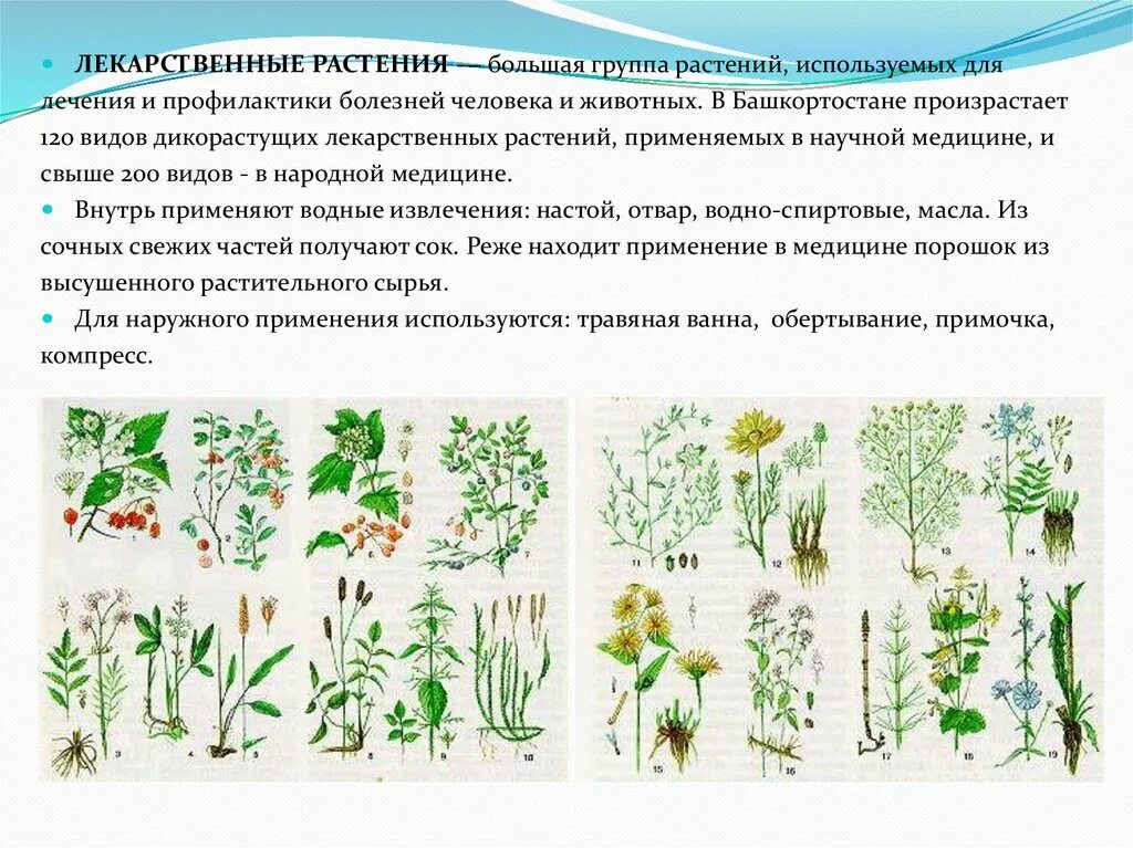 Лекарственные растения Башкортостана. Дикорастущие лекарственные растения. Дикорастущие травы Башкирии. Травы Башкирии лекарственные травы. Как называется данная группа растений группа 1