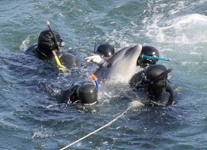 Дельфины террористы. Ловля дельфинов в Японии.