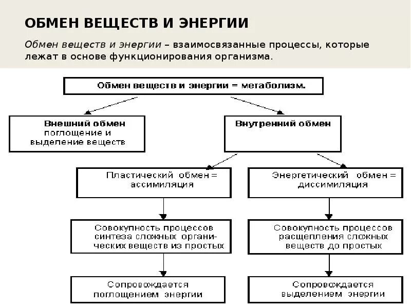 Какие процессы являются составляющими обмена веществ. Общая схема обмена веществ в организме. схема обмена веществ и энергии. обмен веществ и энергии в организме схема. схема обмена энергии.