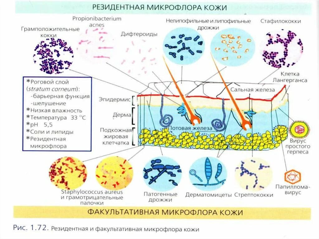 Микрофлора лица. Микрофлора кожи человека. функции микрофлоры кожи человека. нормальная микрофлора кожи. микрофлора яиц.