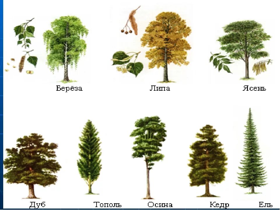 Липа хвойное. Тополь осина липа отличия. Тополь и липа. Ель сосна осина дуб береза липа. Клен дуб осина ясень.