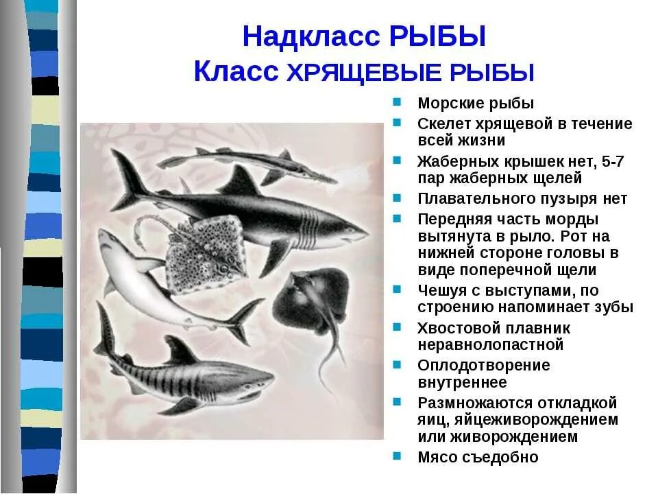 Какие рыбы относятся к классу хрящевых. Краткий конспект по биологии класс хрящевые рыбы. отряды и представители хрящевых рыб. класс хрящевые рыбы. многообразие рыб: класс хрящевые рыбы.