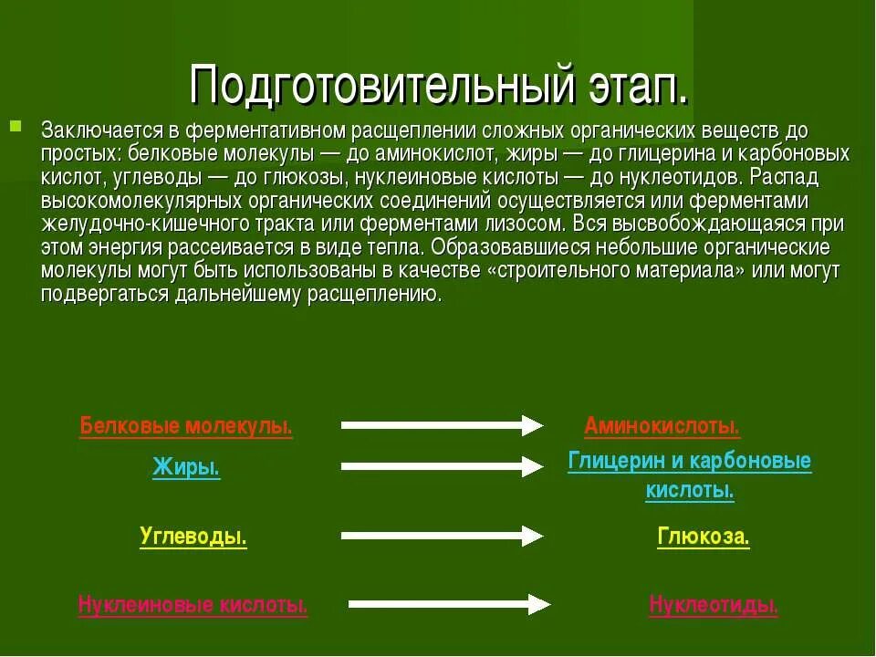 Содержание подготовительного этапа. До чего расщепляются нуклеиновые кислоты. Подготовительный этап расщепление. На что расщепляются нуклеиновые кислоты. Подготовительный этап обмена белков.