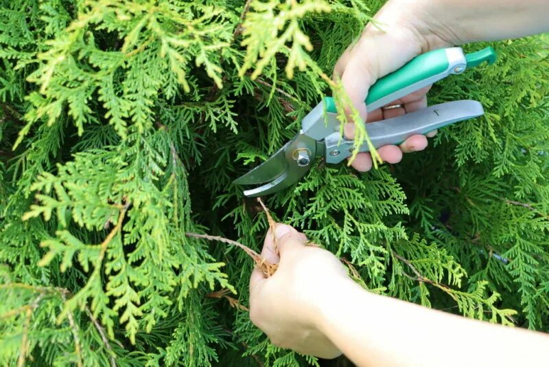 Обрезка хвойных. Ниваки казацкий можжевельник казацкий. Туя филиформис топиарная стрижка. Прищипывание сосны обыкновенной. Инструмент для стрижки хвойников.