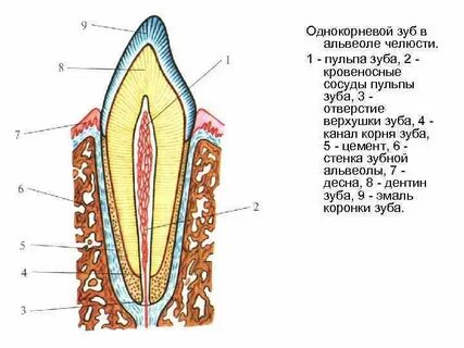 Зубы в альвеолах челюсти