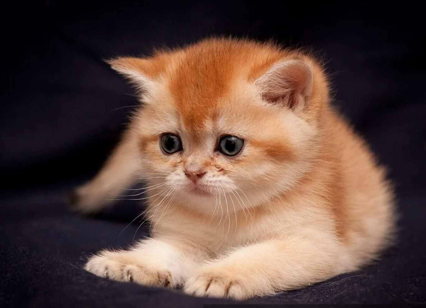 Котята зовут. Породы котят рыжие маленькие. котята рыжие породистые. рыжий котенок порода. котята британцы рыжие маленькие.
