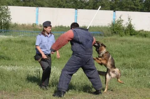 Применение уколов кинолог