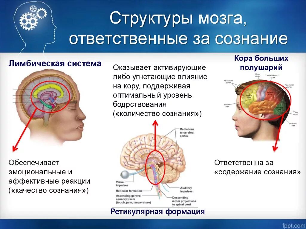 Восстановление деятельности головного мозга. Сознание структуры мозга. Сознательная часть мозга. Сознание и мозг. Физиологическая основа мозга.