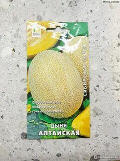 Дыня алтайская описание отзывы