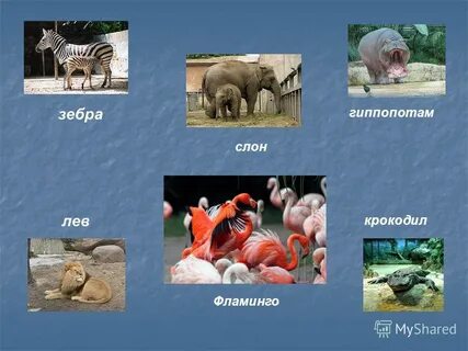 Презентация животные зоопарка