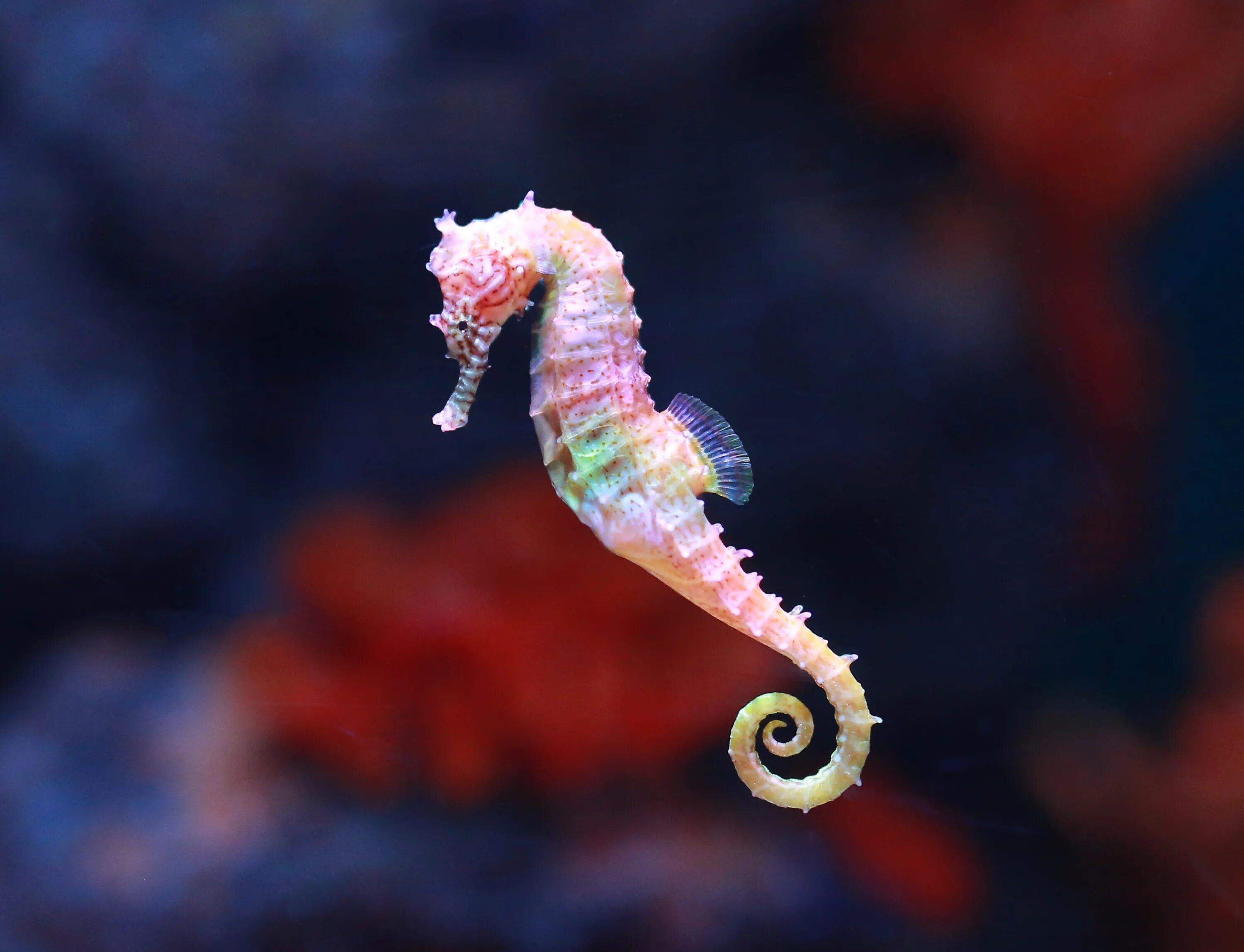 21 animal. Карликовый морской конек. Морской конек (Hippocampus Hippocampus). Морской конёк Сатоми. Большебрюхий морской конек.