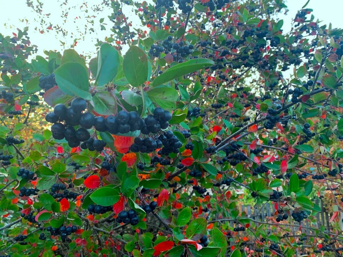 Арония кусты. Черноплодная рябина арония. арония черноплодная (aronia melanocarpa). арония мичурина черноплодка. черноплодная рябина кустарник.