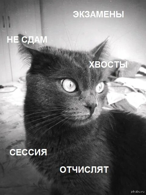 Что будет после сессии. Котики и сессия. Сессия коты. Мемы с котиками про сессию. Конец сессии кот.