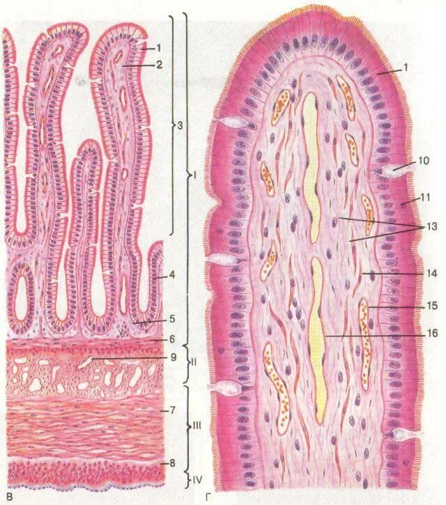 Тонкая слизистая оболочка желудка. Эпителий тонкой кишки гистология. Ворсинки Толстого кишечника гистология. Строение кишечной ворсинки гистология. Ворсинки тонкой кишки препарат гистология.
