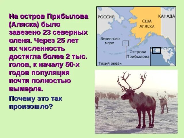 Причины вымирания Северного оленя. Численность Северного оленя в России. Северный олень причины исчезновения. Карта миграции северных оленей. Численность северного оленя