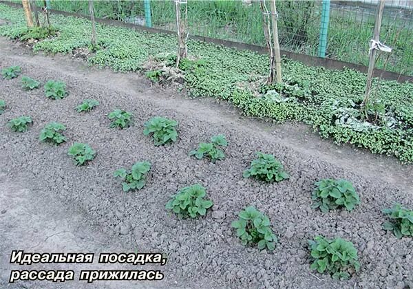 Как правильно посадить клубнику в зиму. Клубника высаживание рассады. как садить клубнику рассадой. как правильно сажать клубнику. сажать клубнику весной в открытый грунт.
