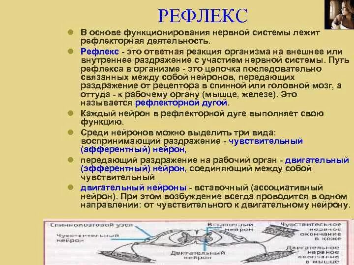 Рефлекс физиология. Что лежит в основе функционирования нервной системы. В основе нервной деятельности лежит рефлекс.