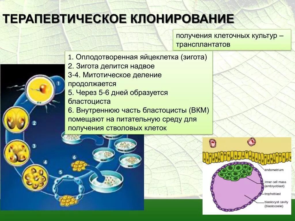 Направление клонирования. Этапы терапевтического клонирования. терапевтическое клонирование схема. терапевтическое клонирование стволовые клетки. терапевтическое клонирование животных.