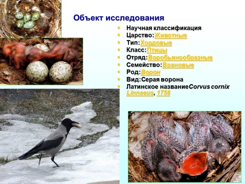 Птица царство тип класс отряд вид. Классификация серая ворона. систематика птиц. систематика вороны. ворона серая систематика.