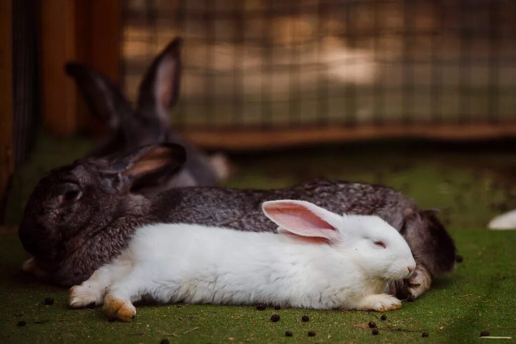 Включи где кролики. Заяц и кролик. Заяц vs кролик. Про кроликов и Зайцев. Rabbit Hare разница.