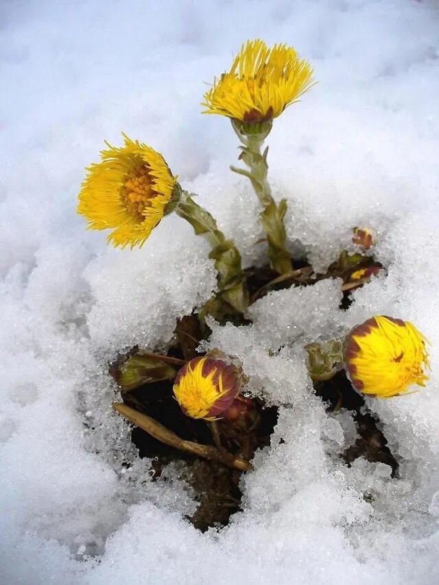 Скоро зацветет школьный сад в зеленых ветвях деревьев. Цветение вишни. Что быстрее зацветает. Что быстрее зацветает. Plum blossom.