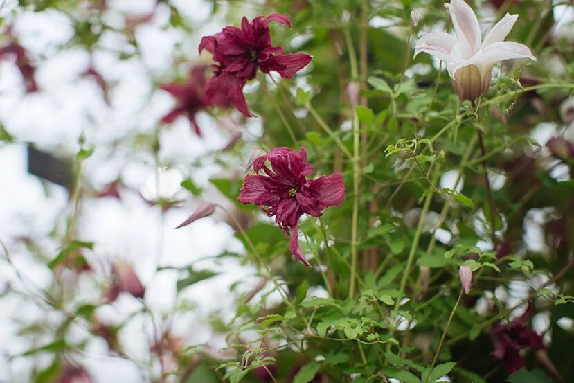 клематис пикоти. клематис пикоти. клематис пикоти. клематис liberty. клематис пикоте.