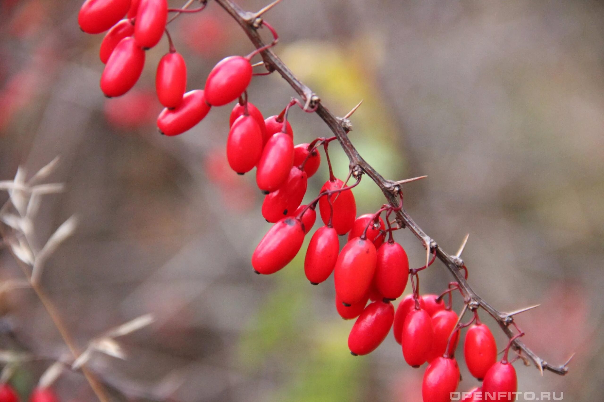 Шип барбариса. Барбарис кустарник колючки. Барбарис зибольда. Барбарис обыкновенный колючки. Барбарис растение.