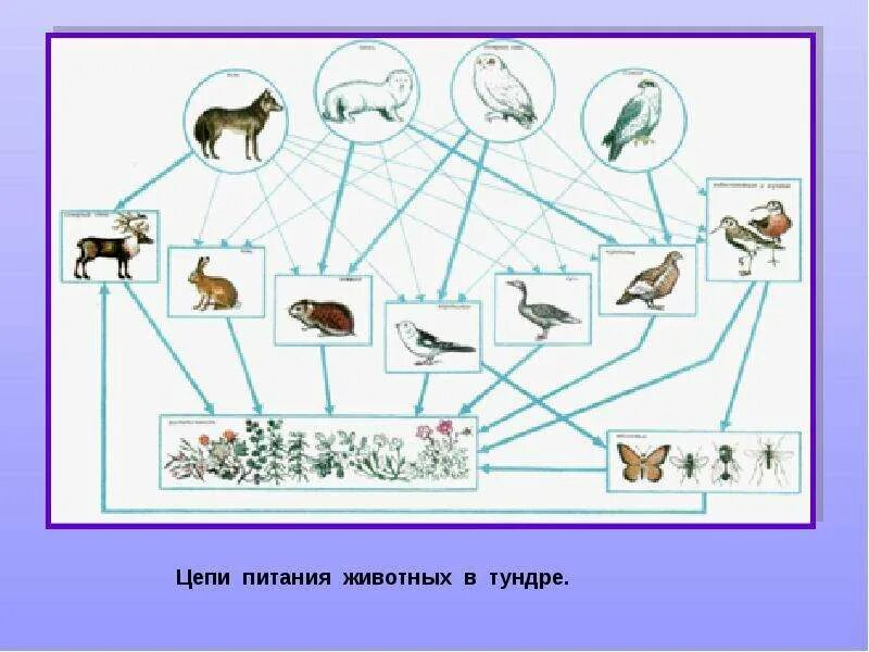 Цепь питания тундры. Пищевая цепочка тундры 4 класс окружающий мир. цепь питания в тундре 4 класс окружающий мир схема. тундра цепь питания животных схема. пищевая сеть тундры схема.