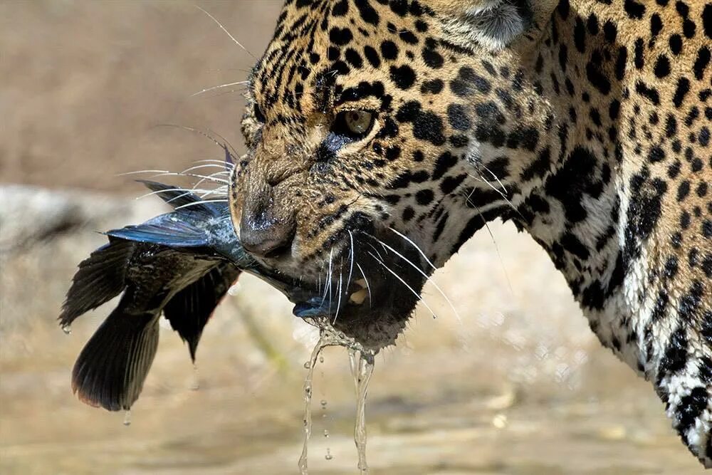 Ловкие хищники. Ягуар амазонки. Ягуар охотится. Леопард с добычей. Ягуар хищник.
