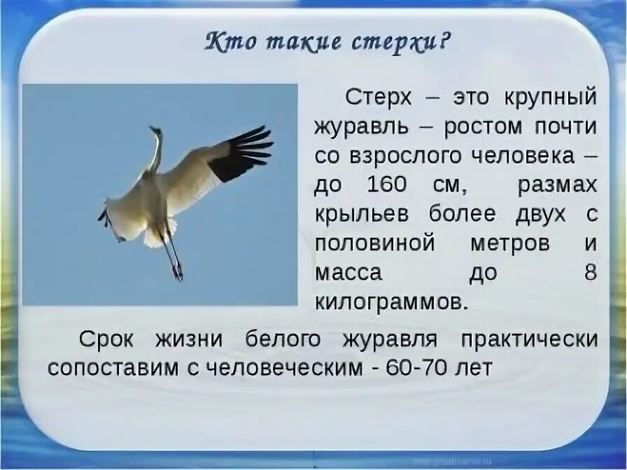 Сколько живут журавли. Сообщение о птице Стерх краткое. Красная книга России Стерх. Белый журавль красная книга краткое описание для 2. Белый журавль Стерх краткое.