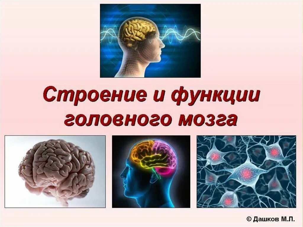 Презентации на тему мозга. Строение и функции головного мозга 8 класс биология. Строение головного мозга человека 8 класс биология. Головной мозг презентация. Мозг человека для презентации.