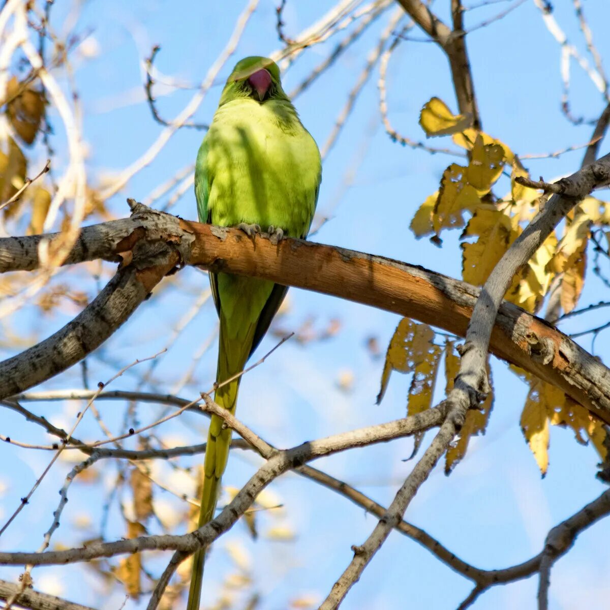 Bird back