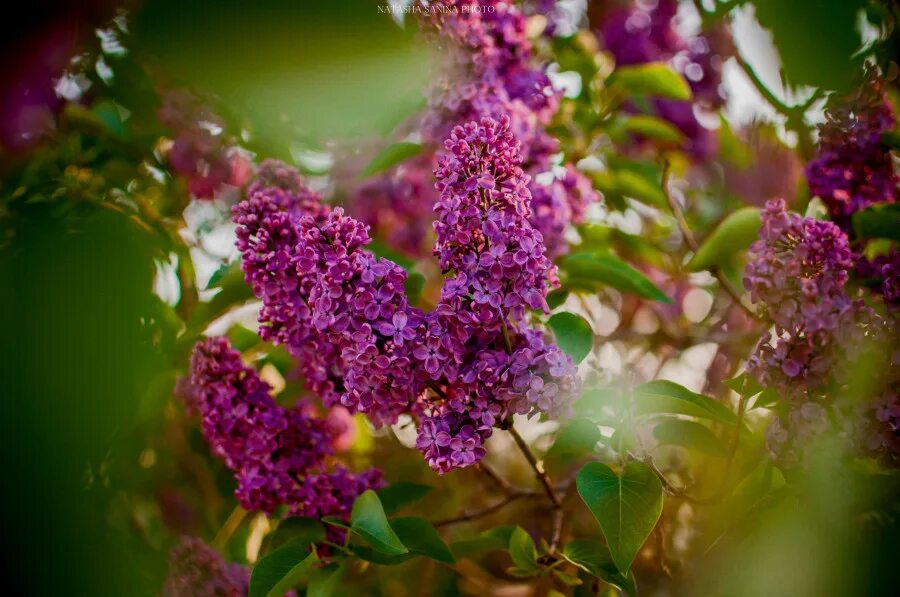 сирень роял перпл. сирень примроуз. сирень плакучая. хотя сирень которая довольно часто. цветущая сирень.