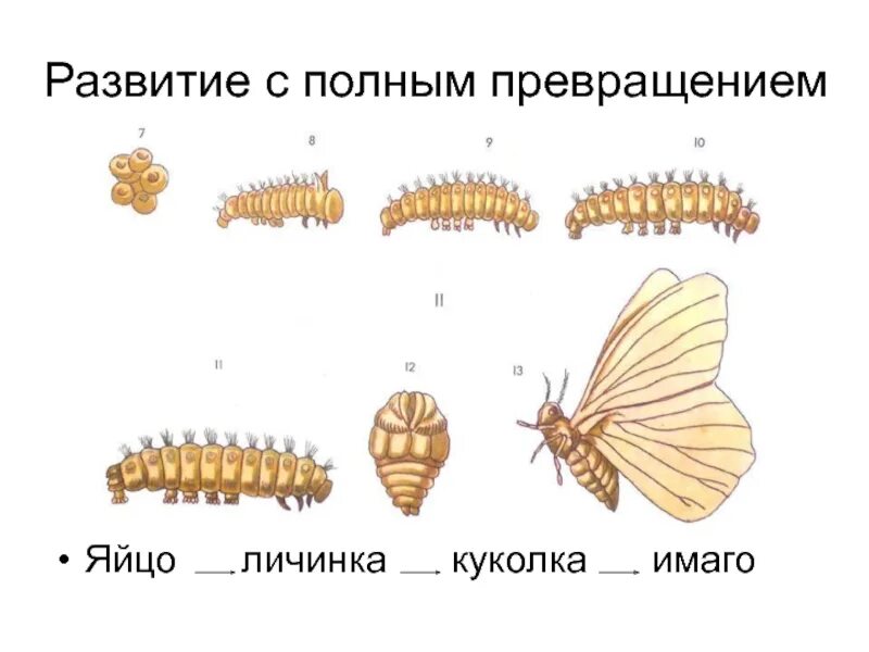 Яйцо личинка куколка Имаго. Тип постэмбрионального развития с полным превращением. Схему непрямого развития с неполным метаморфозом. Непрямое развитие полный и неполный метаморфоз.