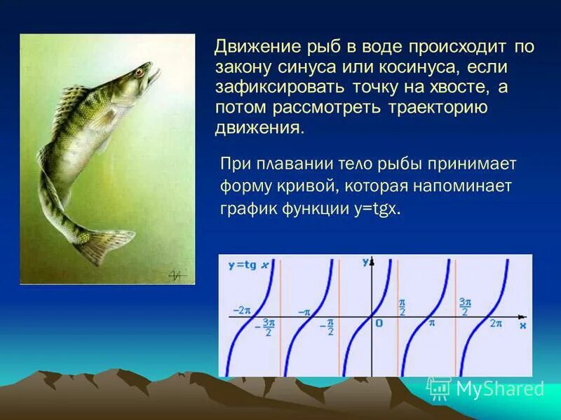 Тригонометрия используется в. Применение тригонометрических функций в медицине. Практическое применение тригонометрии. Движение рыб. Передвижение рыб.