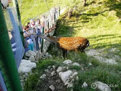 Горный ботанический сад днц ран