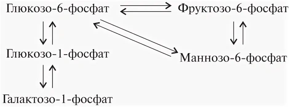 Фосфат магния структурная формула. Магнезиум аскорбил формула. Фосфорнокислый магний. Glucose 6 phosphate. Сахароза геншин.
