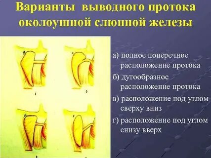 Железы имеющие выводные протоки это