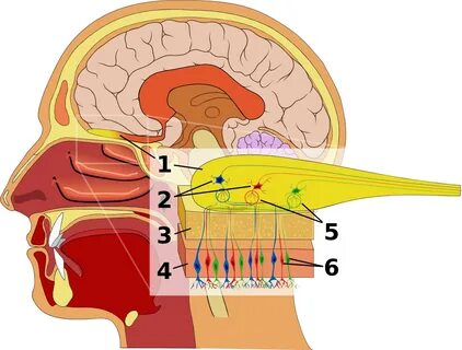 The Olfactory Nerve (CN I) Cranial Nerve I Anatomy Geeky Medics
