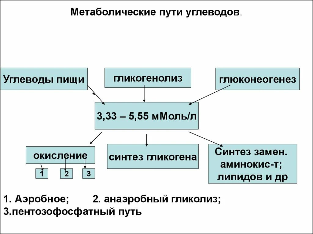 2 функции метаболизма. Пути метаболизма углеводов. метаболические пути. метаболитические пути углеводного обмена. метаболическая функция углеводов.