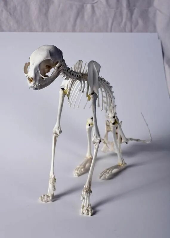 Bone bone cat