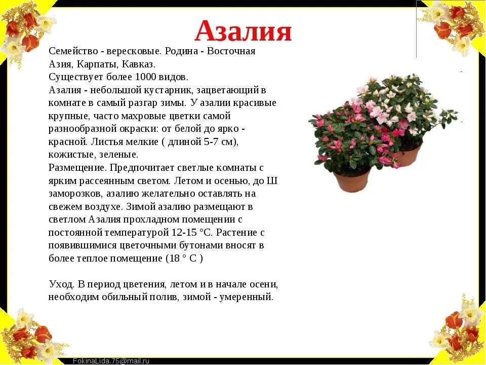 Значение имени азалии. Значение имени азалии