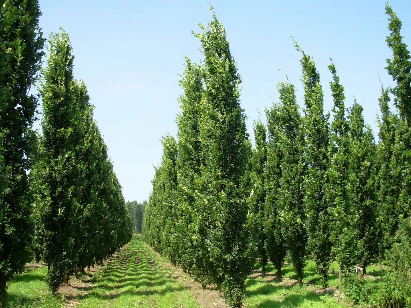 Дуб черешчатый Quercus Robur 'Fastigiata'. Quercus Robur (дуб черешчатый) 'Fastigiata Koster'. Дуб черешчатый Фастигиата костер. Туя Фастигиата. Трио тополя