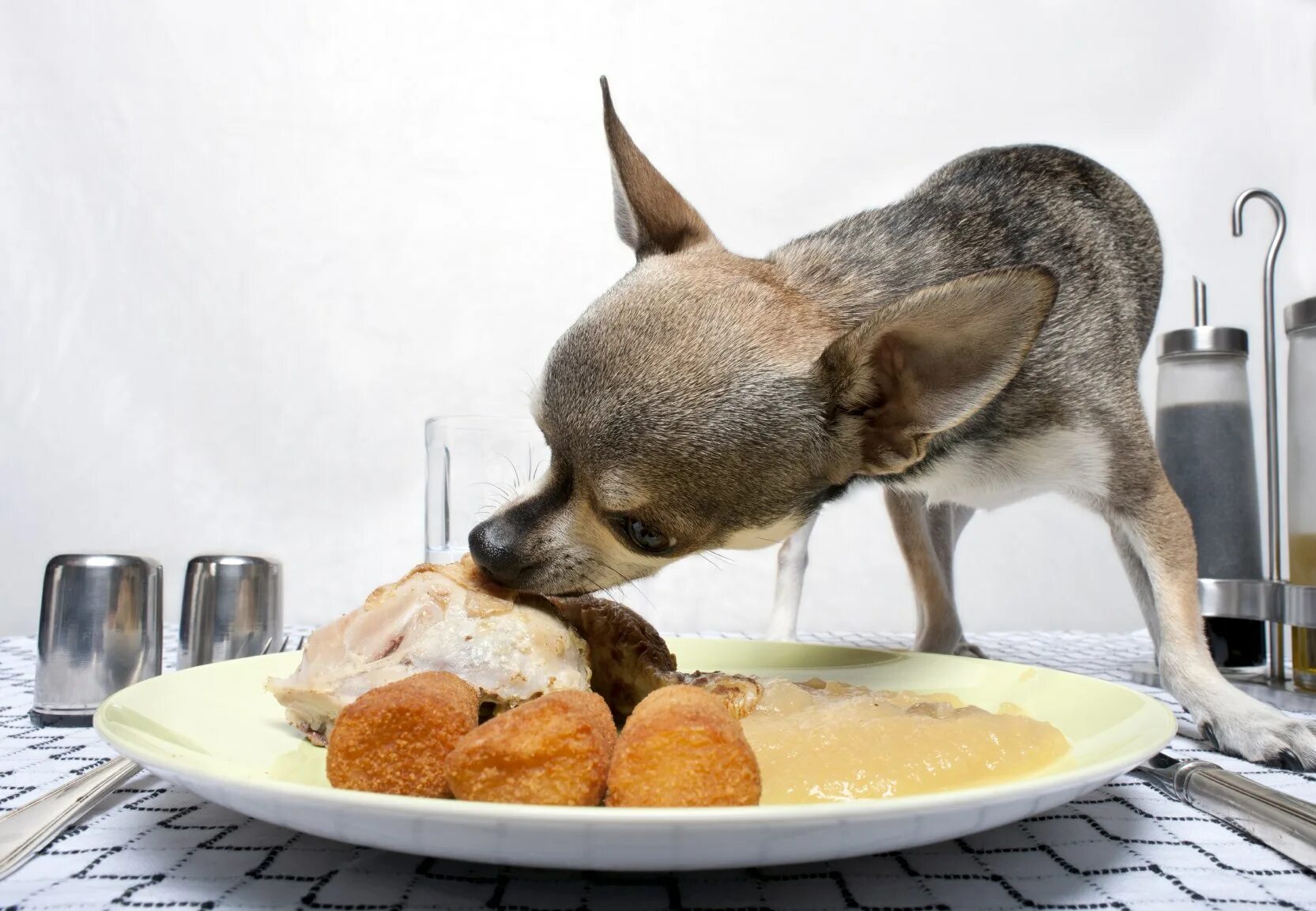 Сон съесть собаку. Еда для домашних животных. Питание собак. Собака кушает. Собачка с едой.